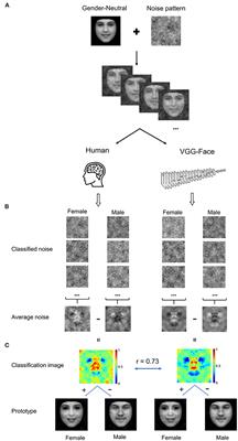 Implementation-Independent Representation for Deep Convolutional Neural Networks and Humans in Processing Faces